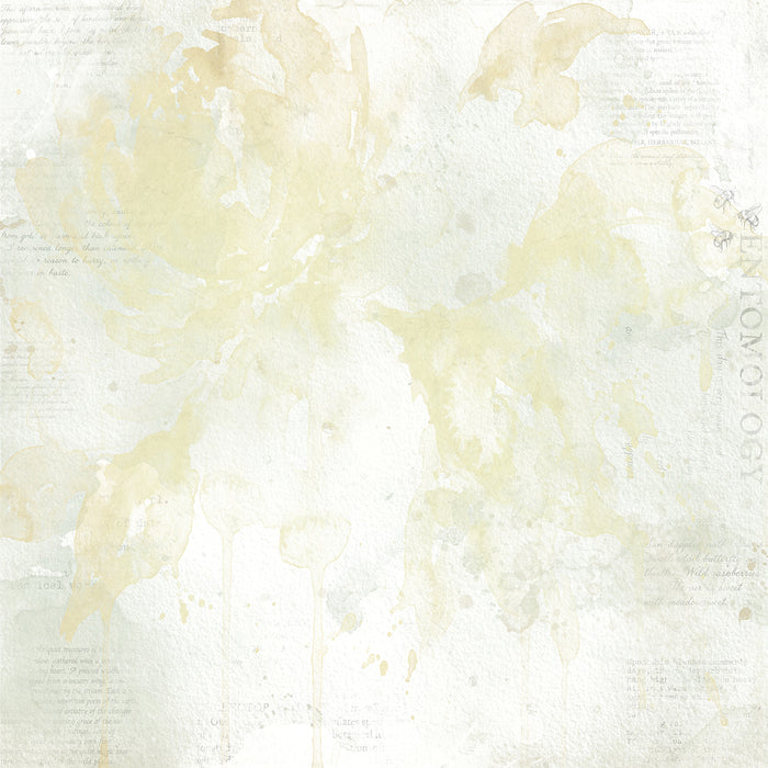 The Quiet Observer Paper – Spliced