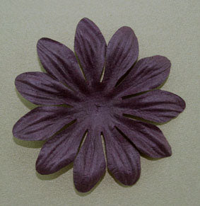 Blackberry 6cm single flower