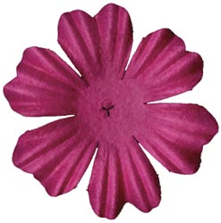 Hot Pink Primula 1.5" 10/Pkg