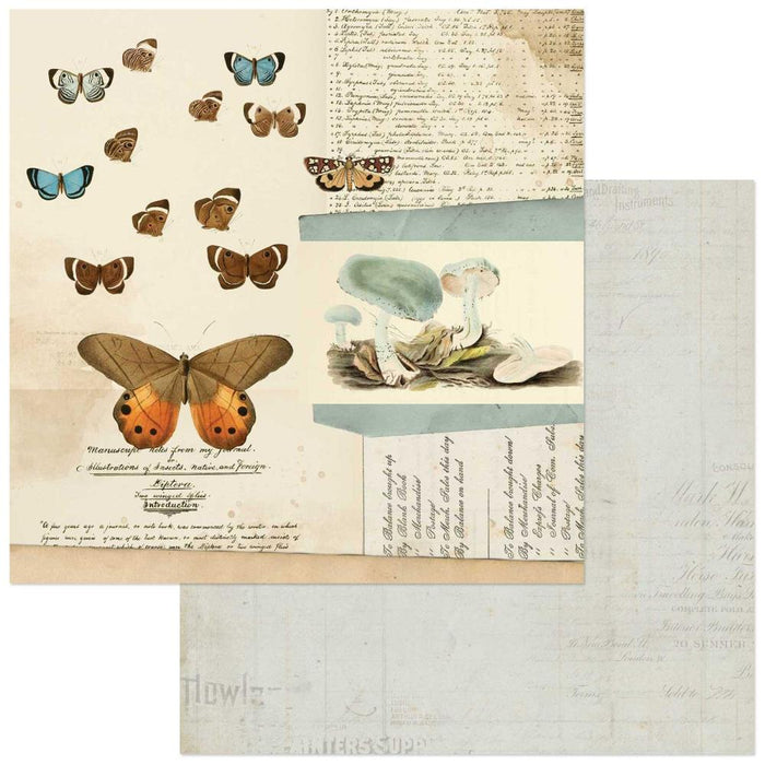 Curators Meadow - Papillon