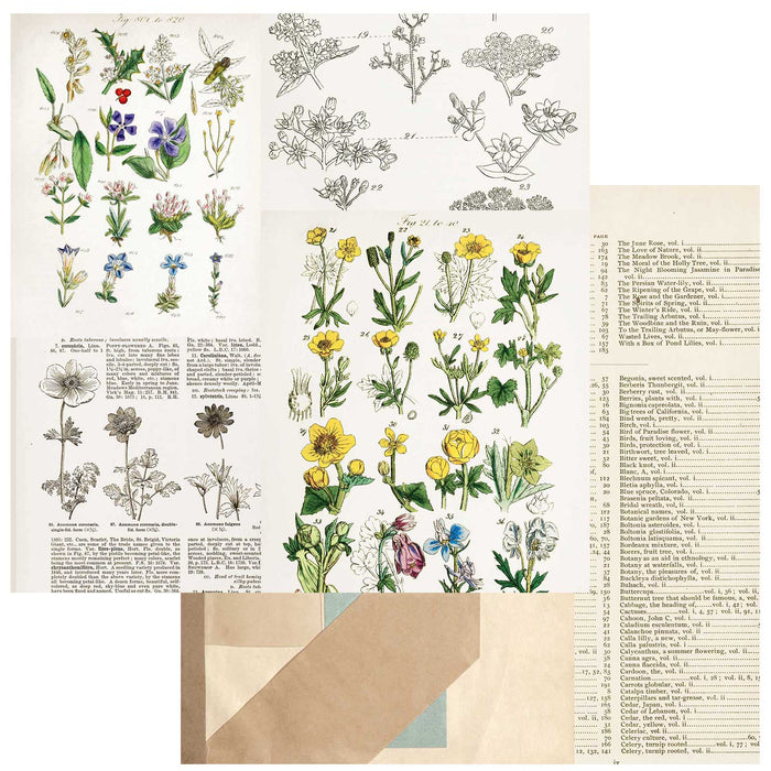 Curators  Botanical – Pressed Petals