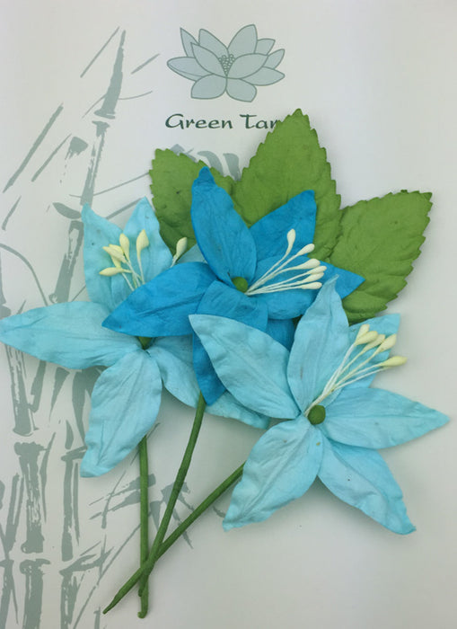 Lily Pack - Aqua Turquoise